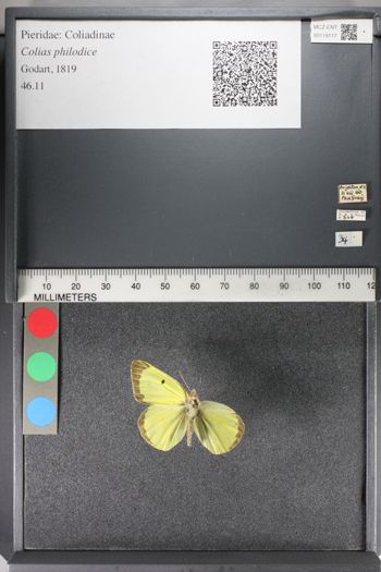Media type: image;   Entomology 119117